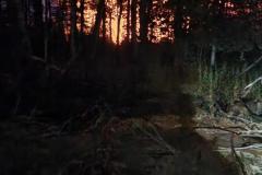 Dark forest at dusk — County Road 11 wildland fire 2023