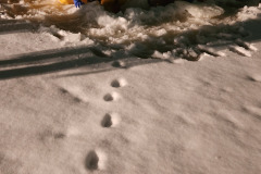Ice rescue training January 2023