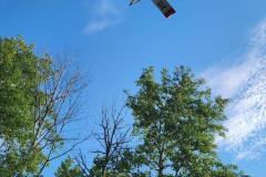 Looking up at tree canopies against bright sky — County Road 11 wildland fire 2023